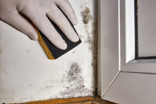 Best Forensic Mold Investigation  in Grass Lake, MI